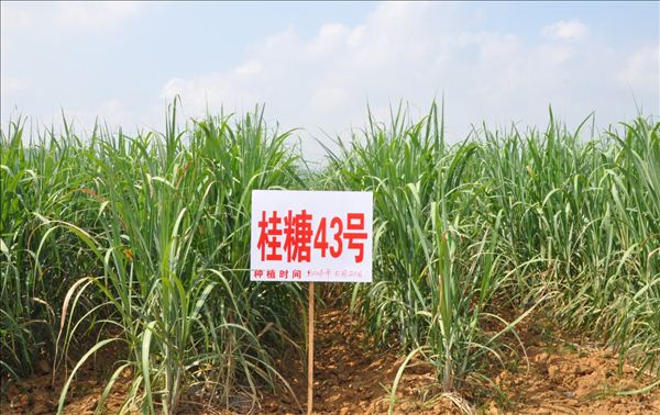 甘蔗"双高"基地5月20日种植的桂糖43号目前长势良好