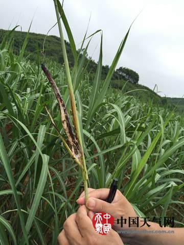 柳州5月高温高湿 甘蔗黑穗病严重