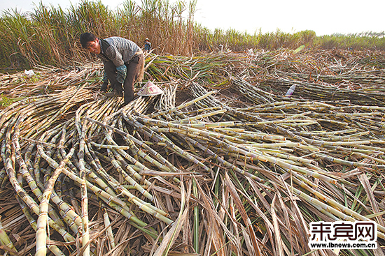 桥巩镇"双高"糖料蔗喜获丰收.图为群众在砍甘蔗.