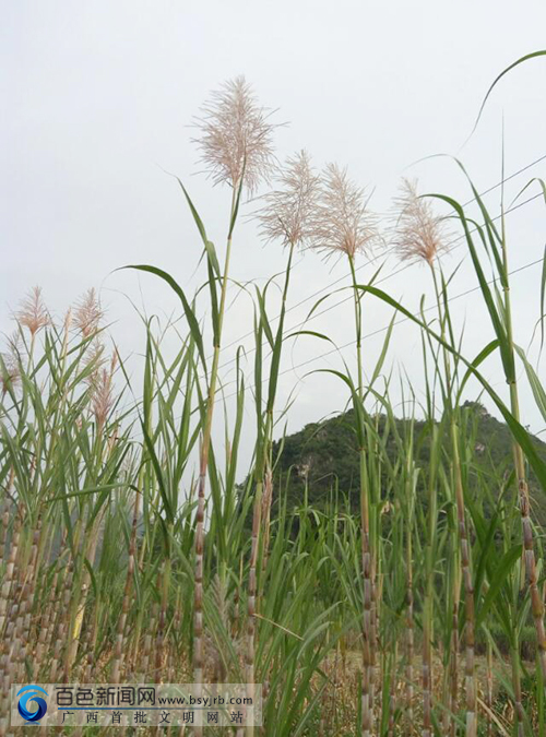 百色:平果田东的甘蔗也开花了